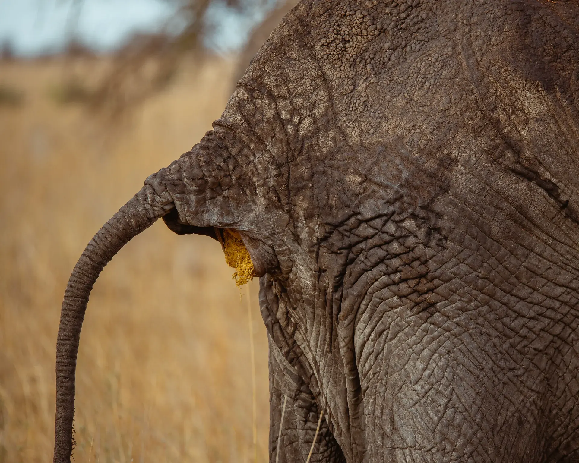 Elephants in a Tanzania safari landscape